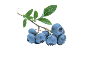 blueberry 539135 640